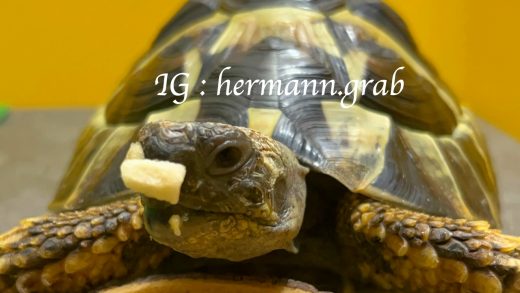 吃蘋果吃到黏在鼻子上的抓抓