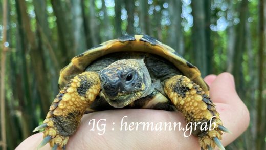 前往南投阿公的山上時，經過的竹林園