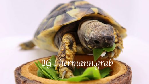 迷你版的抓抓，手扶著菜葉，很怕被搶走