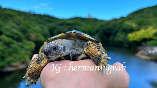 帶抓抓去基隆情人湖散步