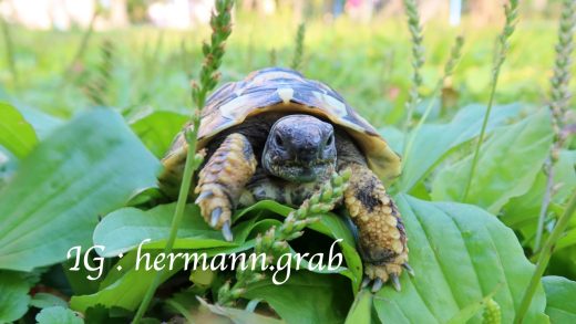只要季節對了，在公園就會有滿滿的車前草叢，抓抓愛死了！