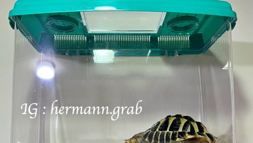 新的外出籠，算是還有抓抓兩倍的身長