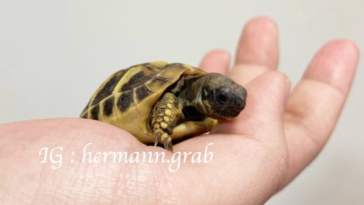 抓抓小時候，在手上輕如羽毛的重量，相當療癒