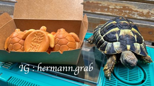 抓抓與澎湖龜的合照，雖然抓抓不能吃