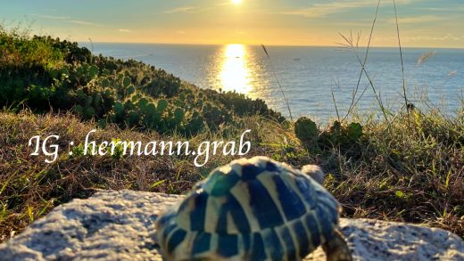 西嶼鄉漁翁島燈塔旁的大草原，抓抓正在看著日落