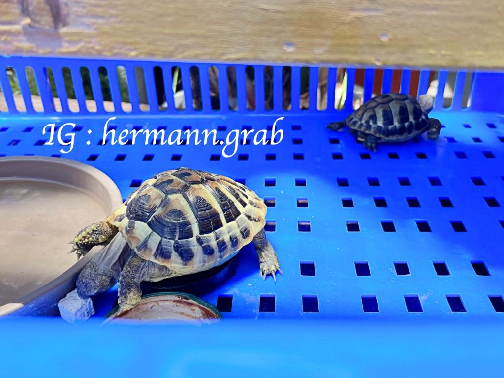 小島家店內養的兩隻小赫曼陸龜，超級活潑！