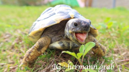 抓抓在公園張口開心吃草，雖然咬下去之後，他並不喜歡